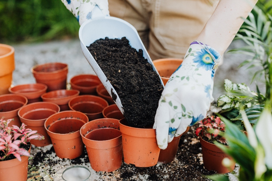 Gartenerde wird in kleine Töpfchen gegeben.