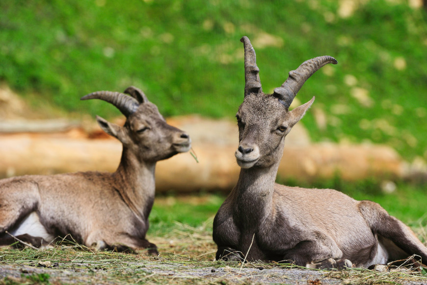 Zwei Steinböcke des Alpenwildparks Pfänder