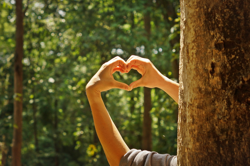 Zwei Hände die im Wald ein Herz formen