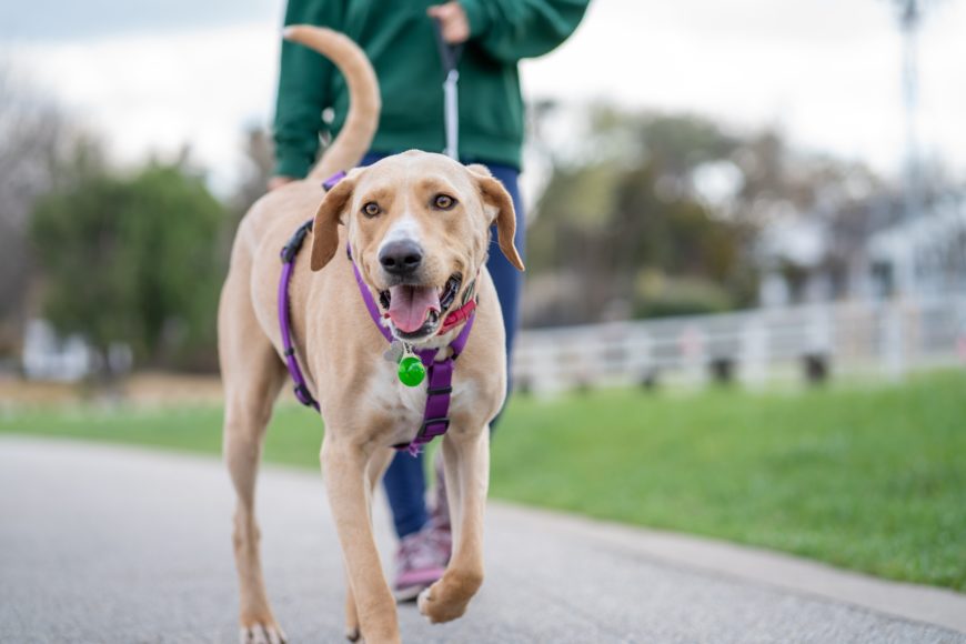 Hund, der Gassi geführt wird